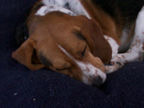 Simon sleeps the day away