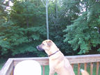 Zawa - we miss her!