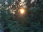 Back in Mich - Sunrise through the trees
