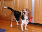 Simon says "Where's my dinner"?